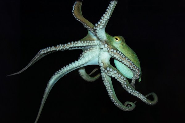 Kraken tor